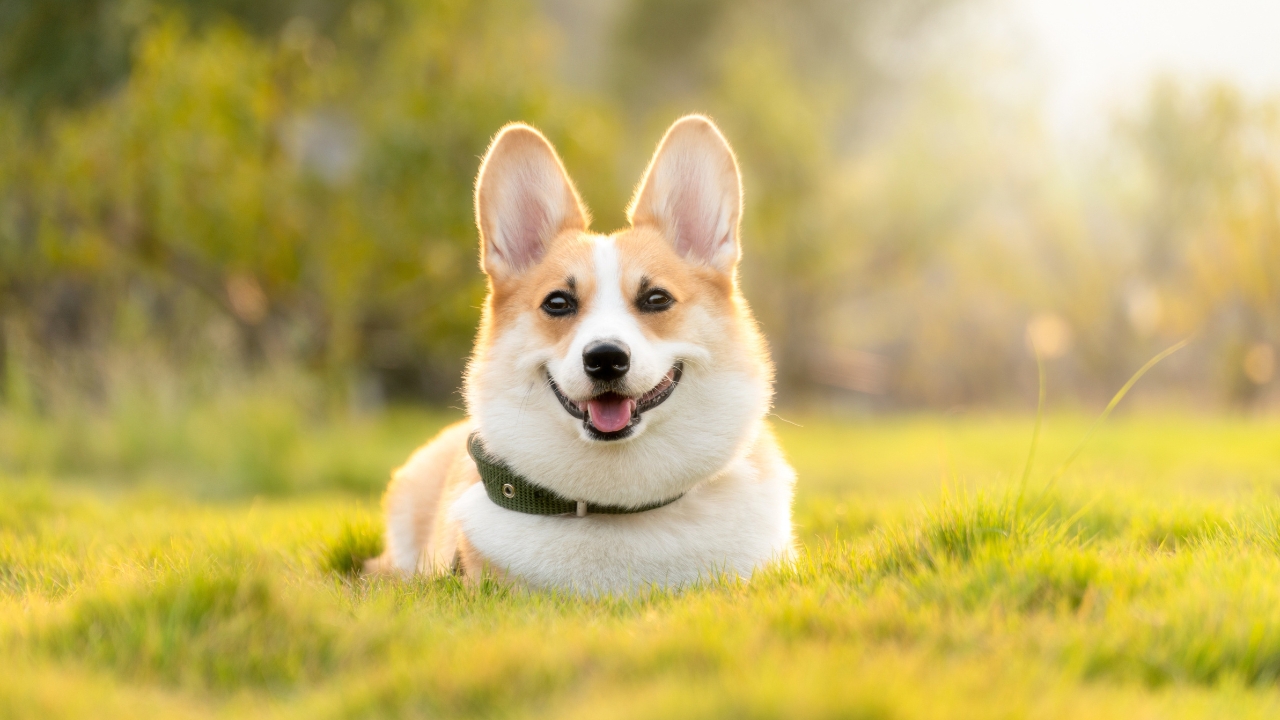 corgi - Calm Small Dog Breeds