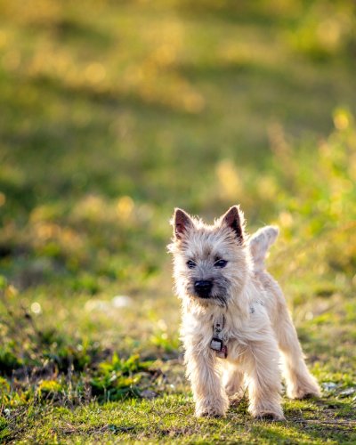 Cairn Terrier - Small Dogs