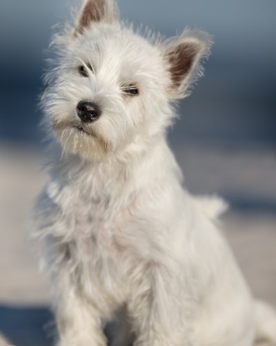 West Highland Terrier - Small Dogs