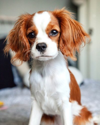 cavalier king charles spaniel - Small Dogs